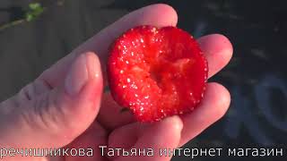 МАРЫШКА очень вкусный сорт клубники