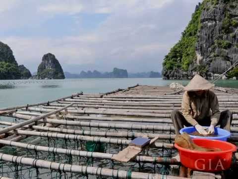 Video: Mô tả và ảnh của Pearl Farms Nakha - Thái Lan: Đảo Phuket