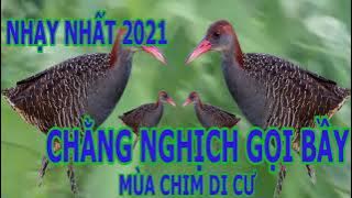 Tiếng Chằng Nghịch Mắt đỏ gọi bầy bản huỷ diệt ăn nhất #1|Chim Cảnh Hoài ÂN