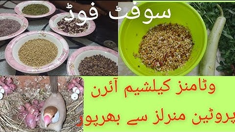 Healthy Soft food for Lovebirds Java Sparrow Finches|fawn Java I Lovebirds Mutation|Urdu/Hindi
