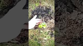 O să fie soc aici sau nu #gradinarit #soc #pomi #livada #peisagist #gradina #rădăcini #gradina