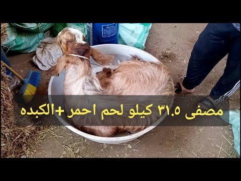تم البيع بفضل الله جدى لحم مصفى ٣١ ٥ كيلو لحم بالكبده يعنى تصافى ٥٧ وكله بالارقام