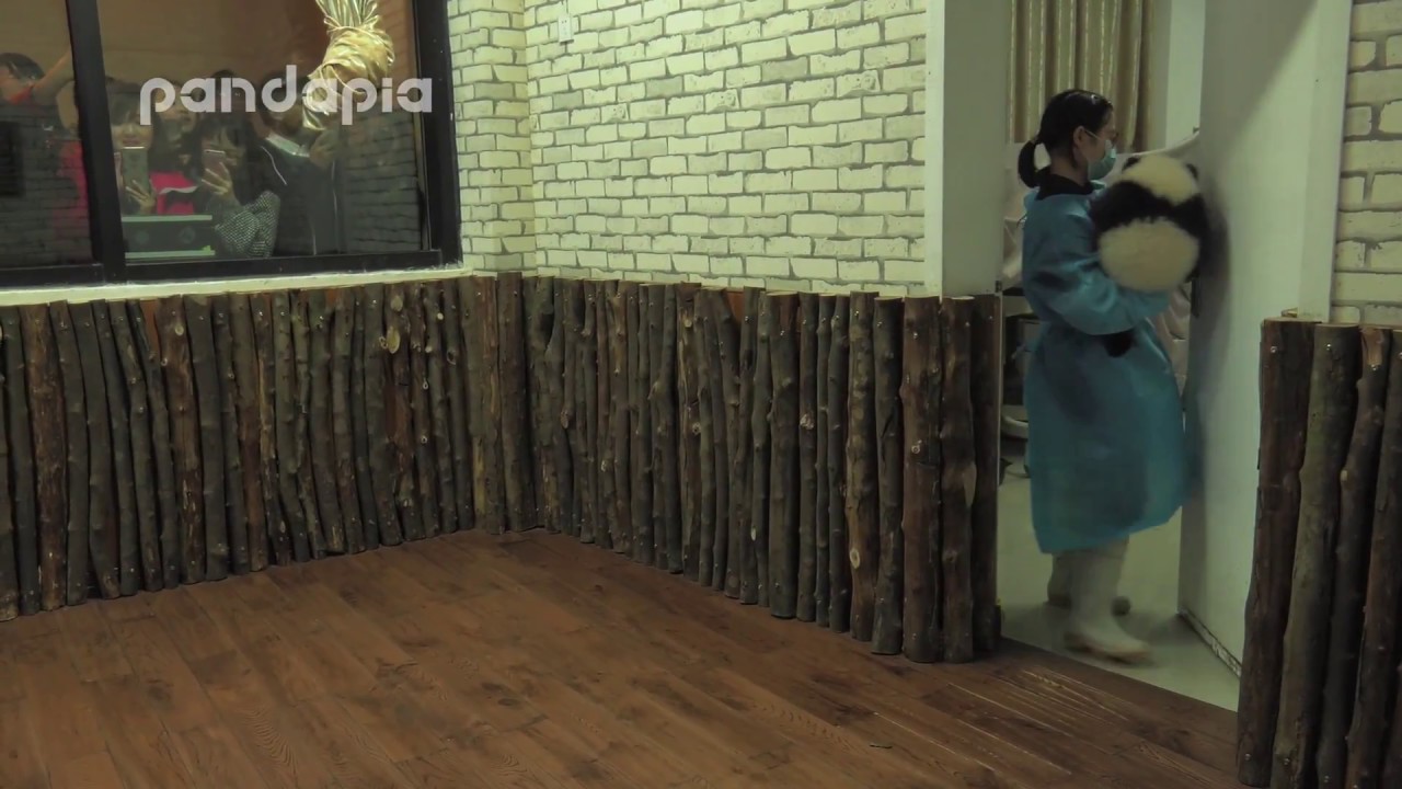 pandas merge Keeper takes away the panda cub