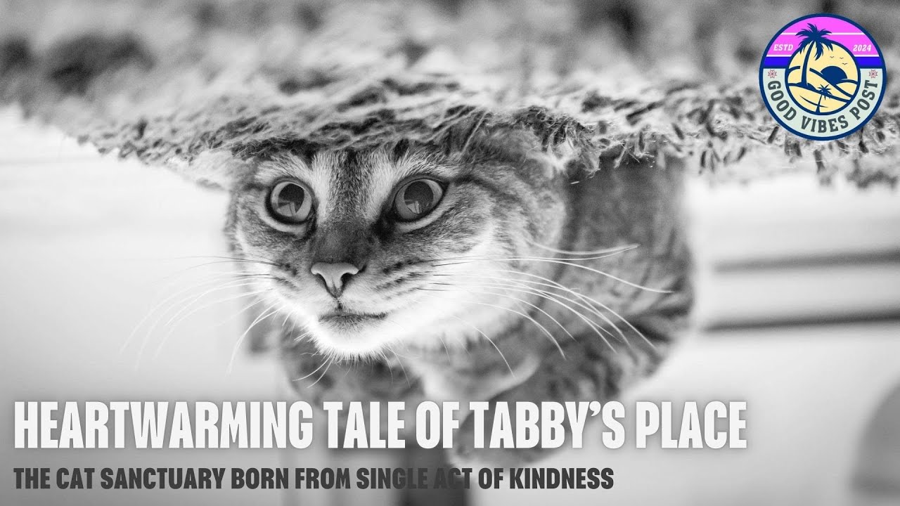 How One Cat Changed Everything: The Heartwarming Story of Tabby’s Place Sanctuary