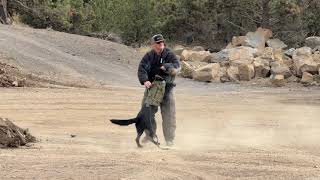 On The Beat - K9 Training Day