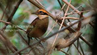 Burung Paok Pancawarna (Hydrornis guajanus) Javan Banded Pitta