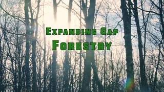 Expanding Gap Forestry in Michigan