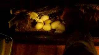 macklots python lays eggs