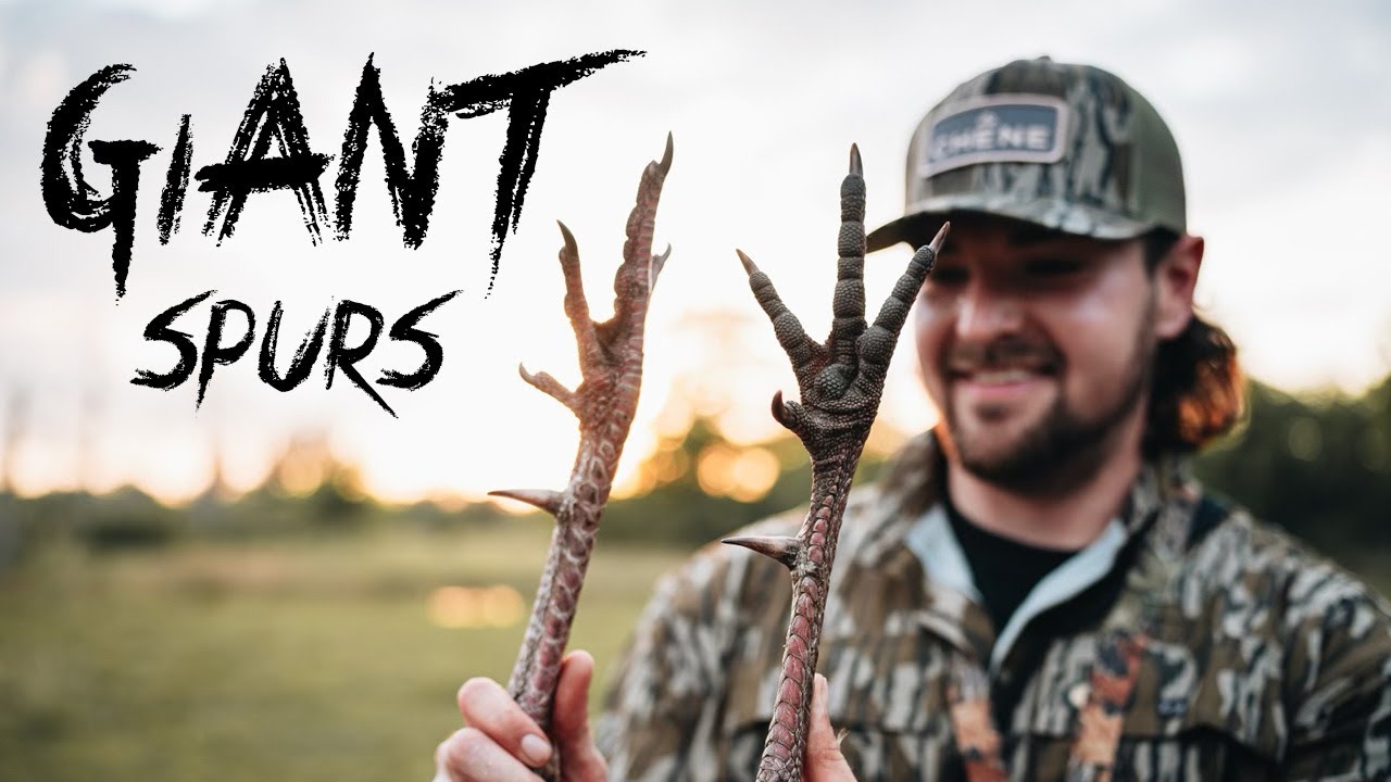 First Turkey of 2024! GIANT OSCEOLA! Florida Spring Turkey Hunt.