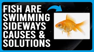 Why Your Fish Swimming Sideways? (Find Out The Causes, And What You Should Do To Handle The Issue)