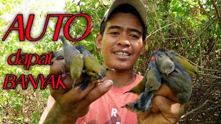 RAHASIA agar dapat banyak burung saat memikat