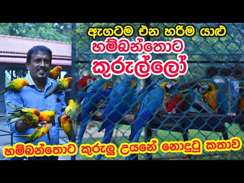 ඇගටම එන හරිම යාළු හම්බන්තොට කුරුල්ලෝ |  Hambantota Bird park