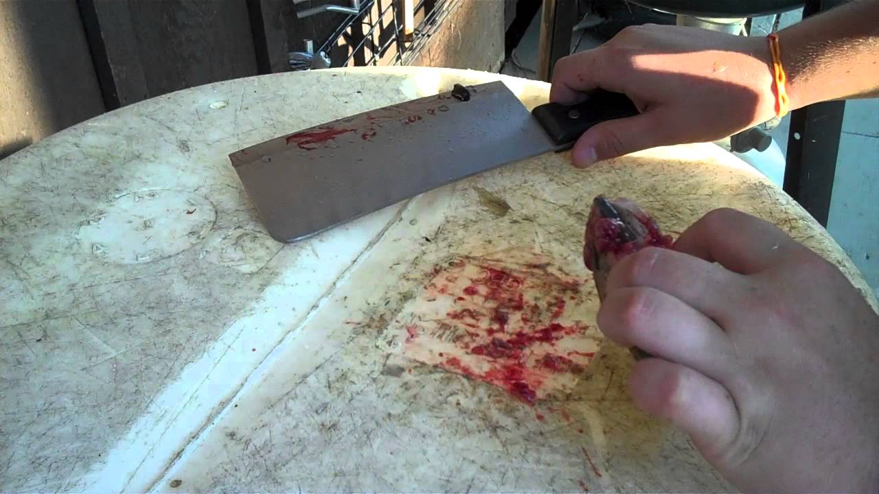 VID01696 FISH CLEANING AND STUFF