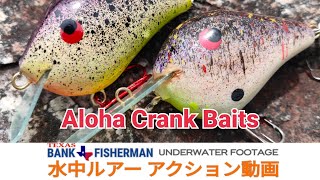 #alohacrankbaits #アロハクランクベイト #水中ルアー動画 [ UNDERWATER FOOTAGE ] Aloha Crank Baits 水中ルアーアクション動画