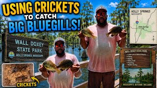 🔥 CATCHING GIANT BLUEGILLS USING CRICKETS! (YOU WON'T BELIEVE THIS SPOT!)