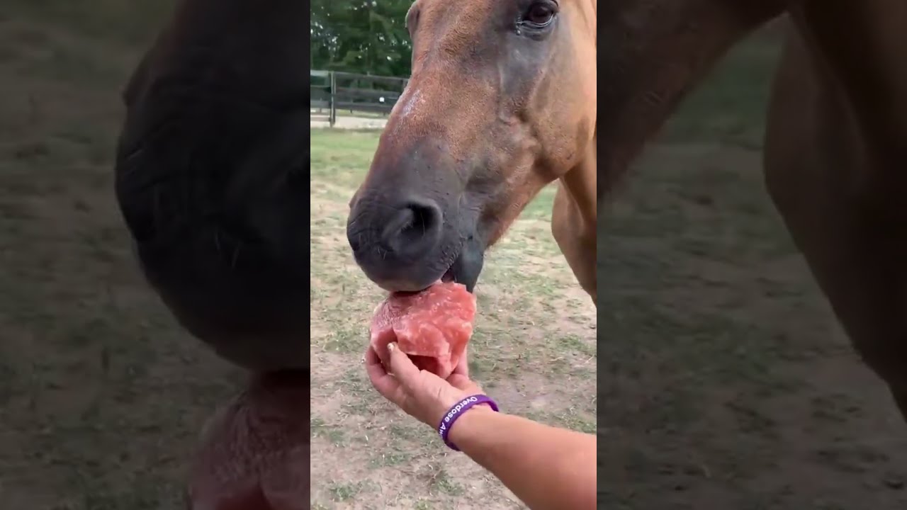 Licking Salt Block: The Treat of Salt for Horses 