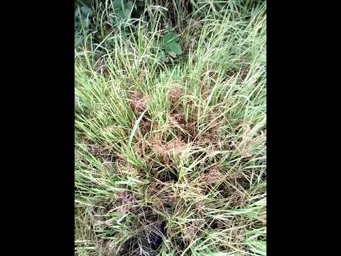 សត្វពស់ថ្លាន់កំណាច