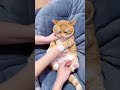 If I were a cat. 🐈 #cute #catlover #catvideos #catcute #cuteanimal #kitty #tabby #youtubeshorts