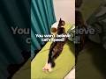 Wait For It... These Funny Cats Are TOO Fast 😹