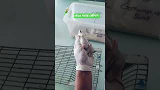 Mice ধরার কৌশল #rat #mice #handling #lab