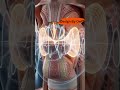 🎧Human Voice| How Your Voice Works Inside the Human Body | Cinematic 4K #voiceeffects #science