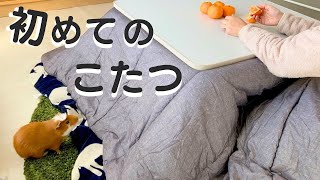 【放し飼いのモルモット】と初めての こたつ Freerange guinea pigs and my first kotatsu.