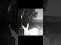 Mule Deer Close-Up on Trail Cam | Utah Wildlife