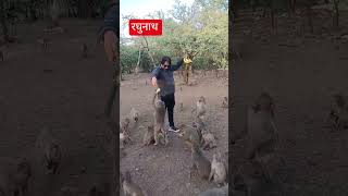 रघुनाथ #viral #monkey #ekmotahathighumechala #jaishreeram