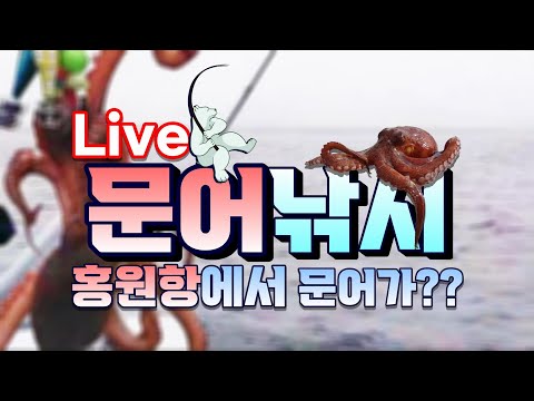홍원항에서 문어가 나온다고???