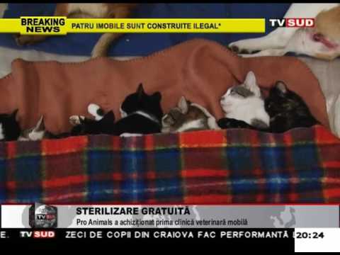 Video: Pătură Pentru O Pisică: După Sterilizare, Din Ploaie și Altele, Cum Să Alegi, Fă-o Singur, Folosește Un Bandaj Postoperator