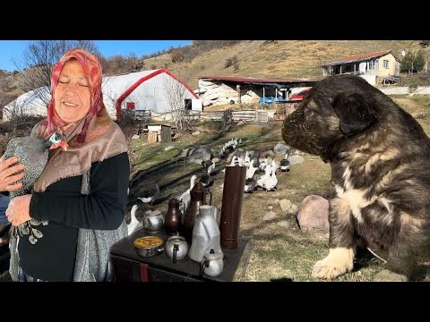 Vidéo: Dinde de montagne ou bécasseau du Caucase. Où vit la dinde de montagne, photos et informations de base