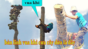 VUA KHỈ cưa cây dừa thế cưa rất hay của vua khi tiền giang là đây
