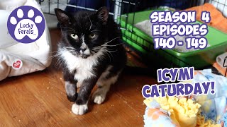 ICYMI Caturday! * Lucky Ferals S4 Episodes 140 - 149 * Cat Videos Compilation