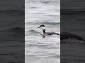 Horned Grebe at Salisbury Beach, Essex County.