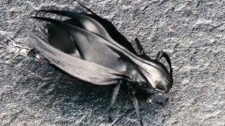 Alien Bugs Invade Earth, Instantly Split Into Hundreds of Millions, Nearly Destroy Humanity