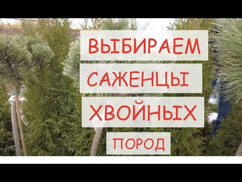 КАК ПОДОБРАТЬ ХВОЙНЫЕ ДЛЯ СВОЕГО УЧАСТКА?  Саженцы хвойных пород деревьев и кустарники по ГОСТ