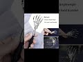 Portable Extendable Back Scratcher – Stainless Steel Telescoping Massager for Humans & Pets