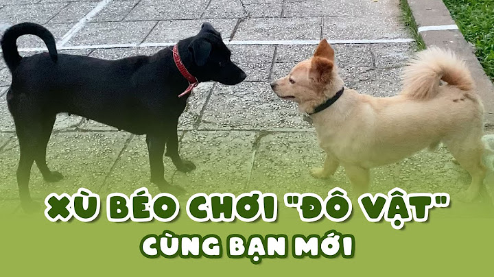 Xù béo kết bạn mới và chơi "đô vật"' ở công viên | Xù Béo & Coco