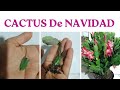 CACTUS DE NAVIDAD Nopalitos Navideños Santa Teresita