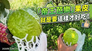 「帝王芭樂」果皮就是要這樣才好吃！2026年10月10日