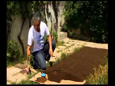 Βίντεο: Μάραθος - καλλιέργεια σε εξοχική κατοικία