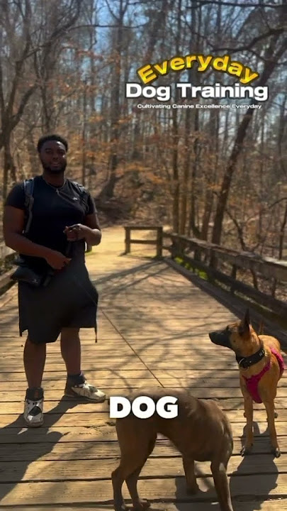 Woof Walks: Exploring the World One Wag at a Time #shorts #viral #dogwalking