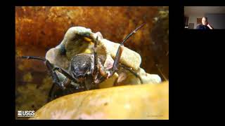 Alpine Stream Insects Zoom Presentation with Joe Giersch (USGS)