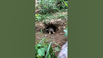 #rabbiteating #birds #rabbit #cute #pet #birdslover #cuteanimals #short #shorts #shortvideo