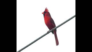 Cardinal Claiming His Territory with A Song  292024