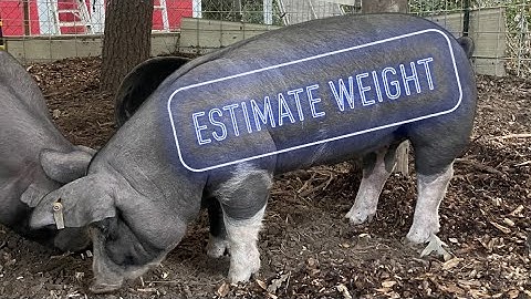 Estimate Pig Weight | How Big is the Pig?
