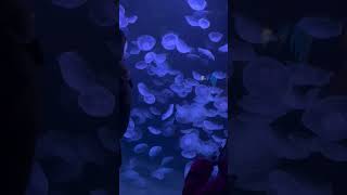 Jelly Fish #shorts #jellyfish
