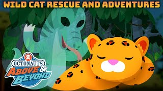 Octonauts: Above \& Beyond - 🐯 Wild Cat Rescue and Adventures ✈️ | Compilation |@OctonautsandFriends​