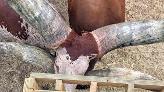We Hang Out with Bulls with Huge Horns &amp; Cows – Watusi Cattle Adventure – Cow Video