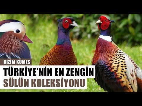 Türkiye'nin En Zengin Sülün Tavuğu Koleksiyonu! Elmas Sülün l Bizim Kümes